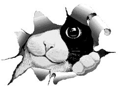 cat peek